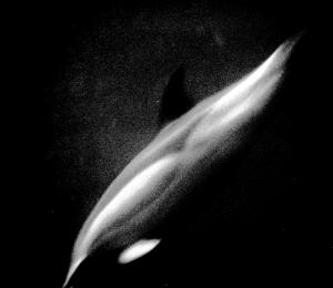 Dolphin going deep